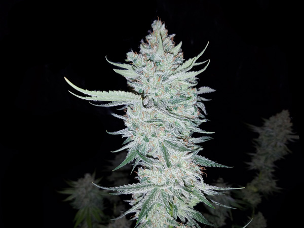 Orange Julius Fancyweed Seeds-Agent Orange marijuana seeds
